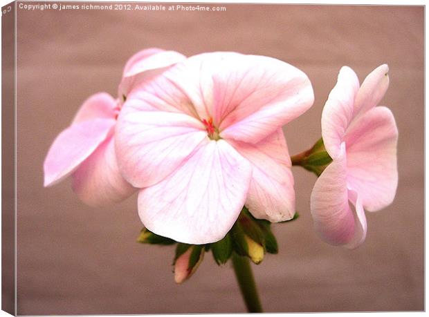 Geranium Pink Canvas Print by james richmond
