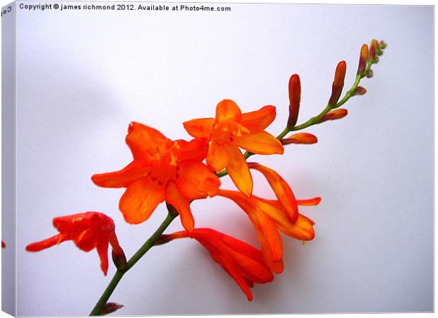 Crocosmia - Montbretia Canvas Print by james richmond