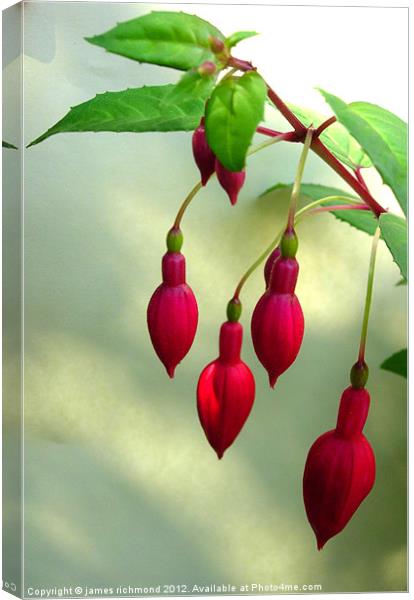 Fuchsia Canvas Print by james richmond