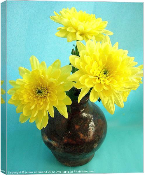 Yellow Chrysanthemum Canvas Print by james richmond