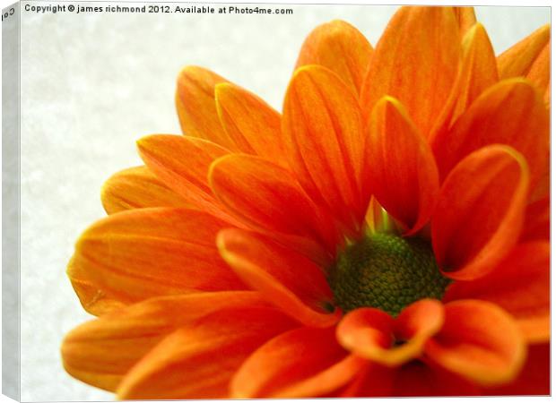 Orange Petals Canvas Print by james richmond