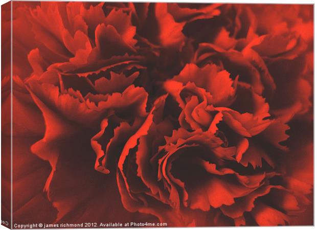 Red Ruffle - Carnation Canvas Print by james richmond