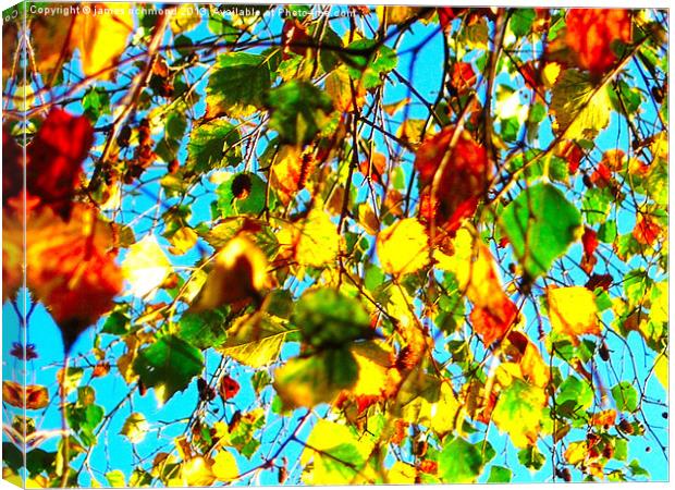 Leaves in Autumn Canvas Print by james richmond