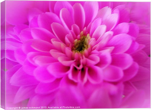 Pink Chrysanthemum Canvas Print by james richmond