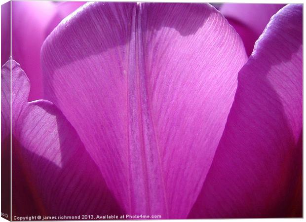 Tulip Petals Canvas Print by james richmond