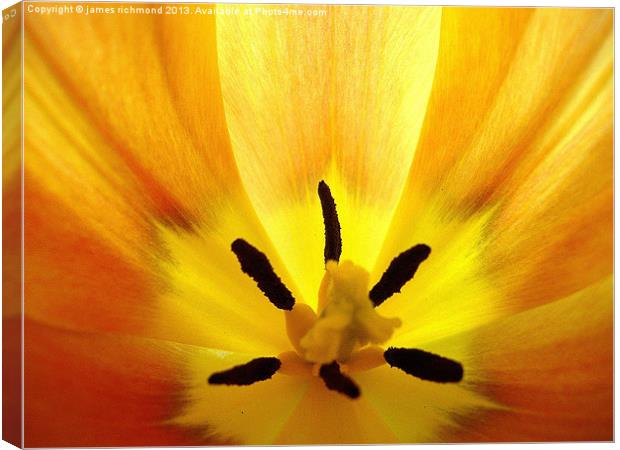 Golden Tulip Canvas Print by james richmond