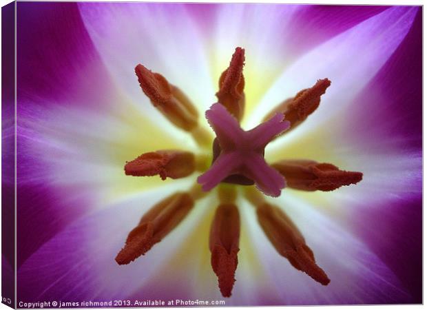 Purple Tulip - 2 Canvas Print by james richmond