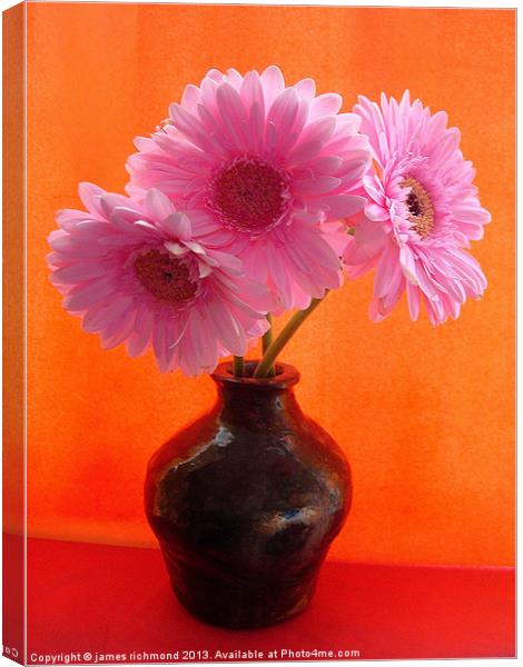 Pink Gerbera Canvas Print by james richmond