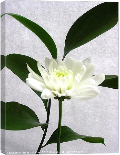 White Flower with Leaf - 2 Canvas Print by james richmond