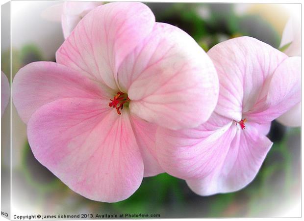 Pink Geranium Canvas Print by james richmond