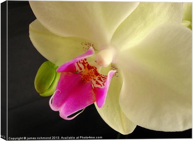 Orchid Flower Canvas Print by james richmond