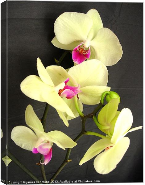 Orchid Blossom Canvas Print by james richmond