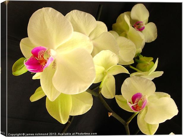 Orchid with Buds Canvas Print by james richmond