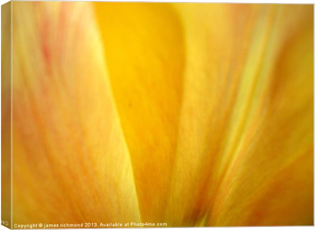 Golden Tulip Petal Canvas Print by james richmond