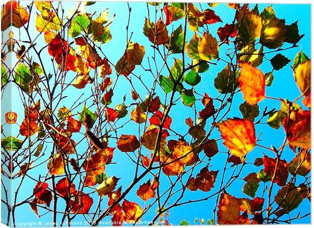 Autumn Leaves - 3 Canvas Print by james richmond