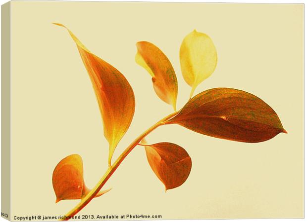 Leaf Study - 2 Canvas Print by james richmond