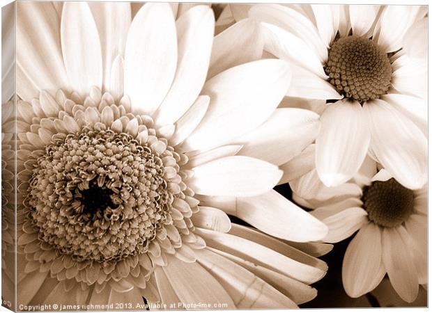 Gerbera and Daisies in Sepia Canvas Print by james richmond