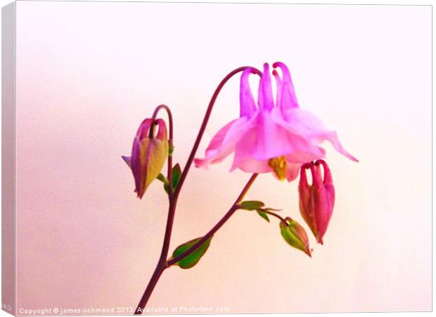 Columbine with bud Canvas Print by james richmond