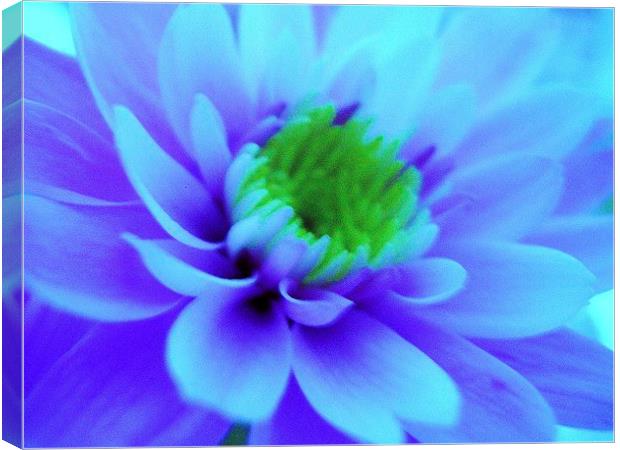 Blue Chrysanthemum Canvas Print by james richmond