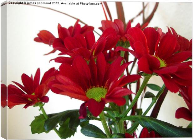 Red Chrysanthemums Canvas Print by james richmond