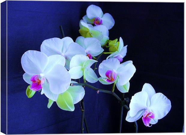 White Orchid Canvas Print by james richmond