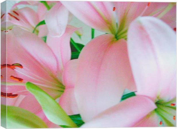 Pink Lilies Canvas Print by james richmond
