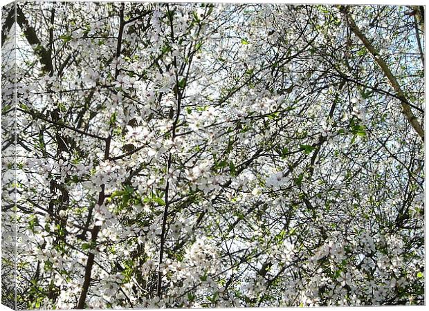Spring Blossom Canvas Print by james richmond