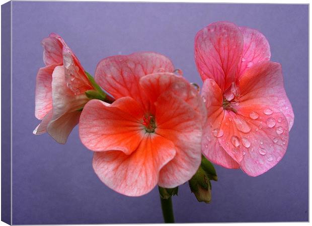 Pink Geranium Canvas Print by james richmond