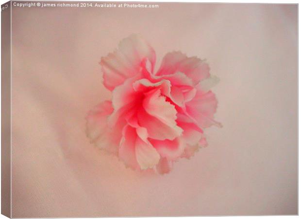  Cotton Carnation Canvas Print by james richmond