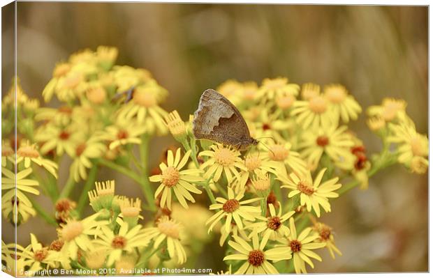 Yellow Butterfly Canvas Print by Ben Moore