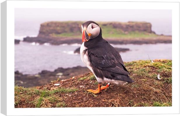 Puffin  Canvas Print by jane dickie