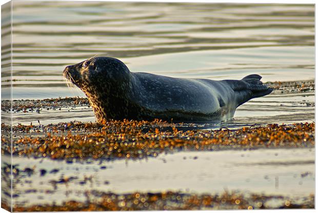seal at sunrise Canvas Print by jane dickie