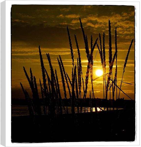 sunset Canvas Print by jane dickie