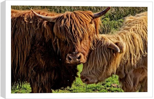 Highland cattle Arran Canvas Print by jane dickie