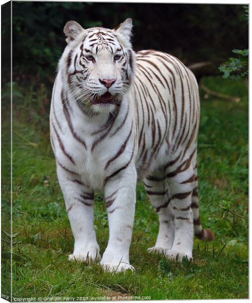 Enigmatic Albino Bengal Repose Canvas Print by Graham Parry