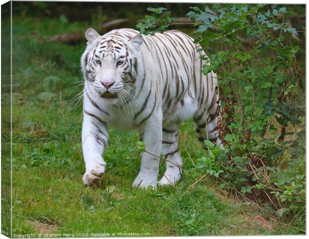 Spectral Tiger's Forest Stroll Canvas Print by Graham Parry