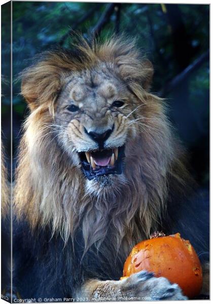A lion with its mouth open Canvas Print by Graham Parry