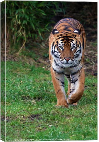 Storking Tiger Canvas Print by Graham Parry