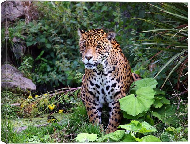 Intricate Spirit of the Spotted Jaguar Canvas Print by Graham Parry