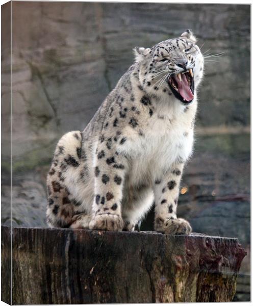 Frost-Gilded Snow Leopard Canvas Print by Graham Parry