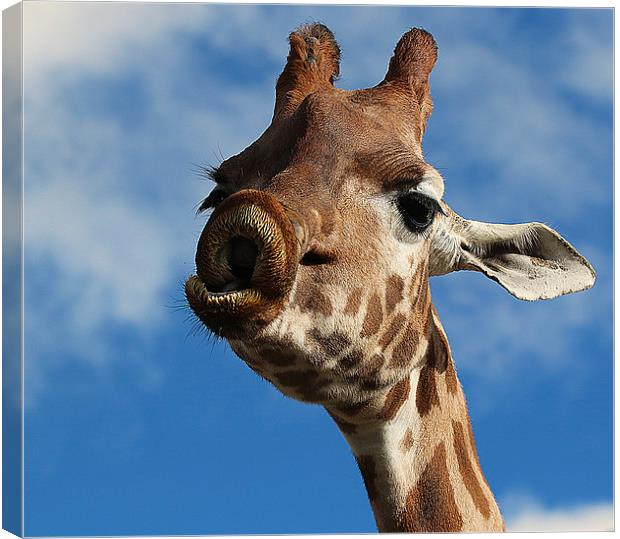 Lingering Affection: A Giraffe's Pucker Canvas Print by Graham Parry