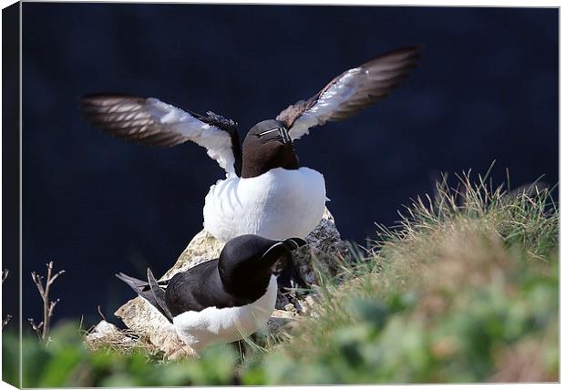 Embracing Coastal Wilderness Canvas Print by Graham Parry