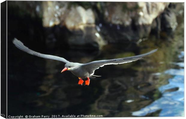 Inca Tern Canvas Print by Graham Parry