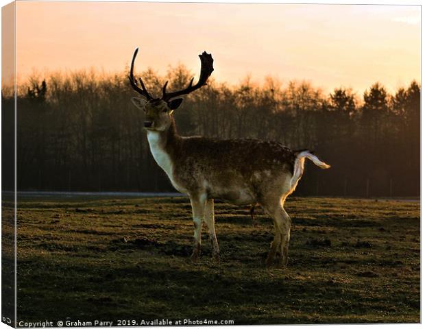 Dawn's Radiance: Fallow Deer Encounter Canvas Print by Graham Parry