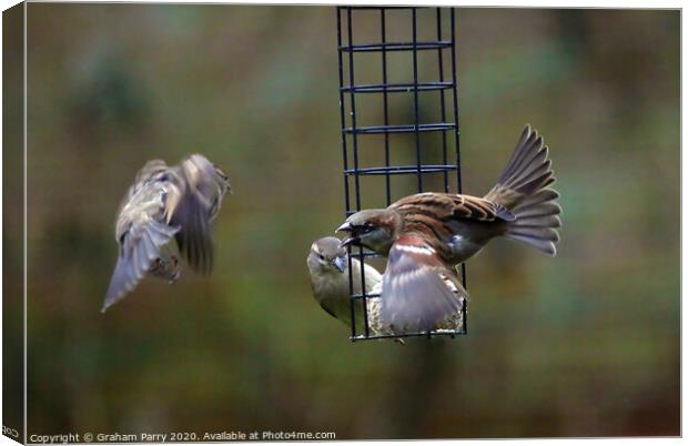 Feathered Rivalry: Sparrows' Battle Canvas Print by Graham Parry