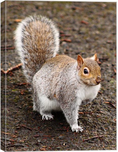 Grey Squirrel Canvas Print by Jill Bain