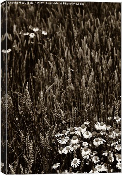 Flowers of the fields Canvas Print by Jill Bain