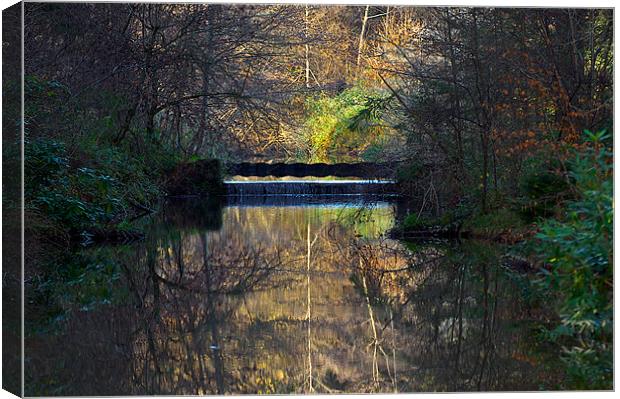 Woodland Water Reflection Canvas Print by Paul Mirfin