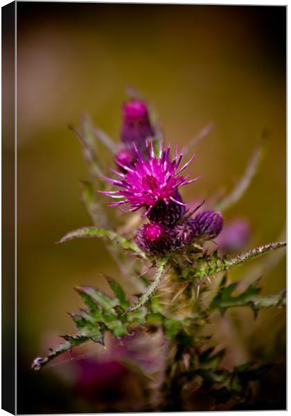 Thistle Canvas Print by Ben Gregg-Waller