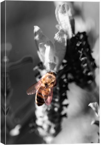 Color Bee Canvas Print by Thomas Grob